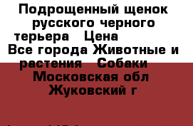 Подрощенный щенок русского черного терьера › Цена ­ 35 000 - Все города Животные и растения » Собаки   . Московская обл.,Жуковский г.